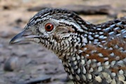 Painted Button-quail (Turnix varius)